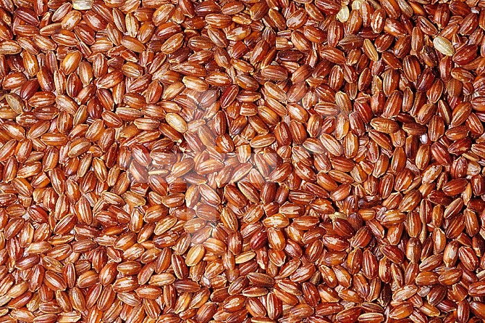 Medium-grain Red Rice (Oryza sativa). Native to Bhutan.