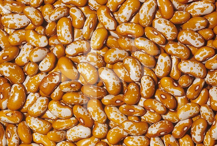 Prairie Appaloosa Beans (Phaseolus vulgaris). Native to Central & South America.