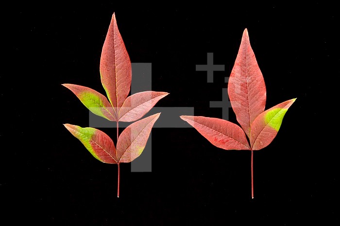 Autumn leaves of Nandina plants. Sunlight stimulates the synthesis of red anthocyanin pigments in the fall but where part of the leaf is shaded by another leaf only the yellow carotenoid pigments are present after the chlorophyll has broken down.