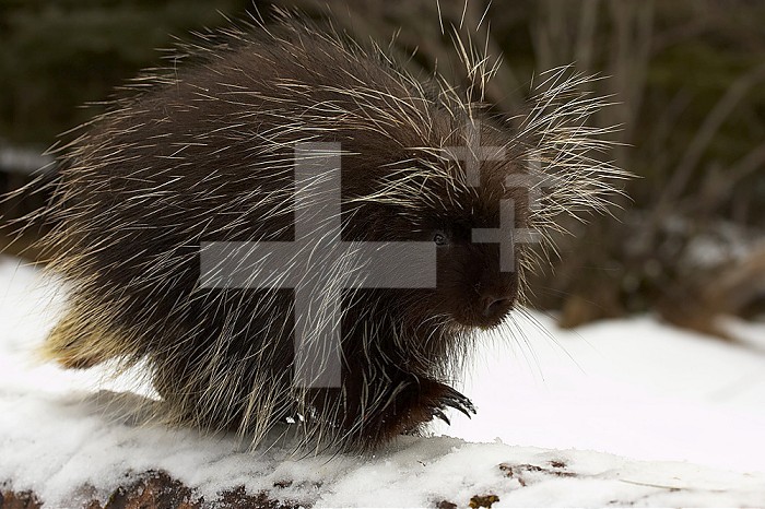 Porcupine walking on a snowy log ,Erethizon dorsatum, North America.