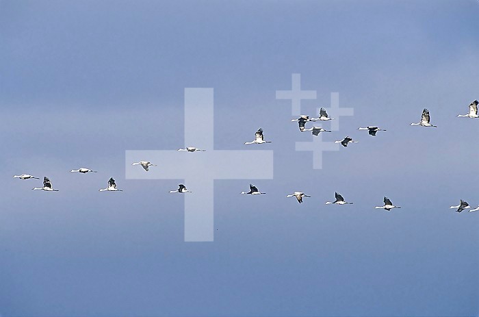 Flock of Sandhill Cranes flying.