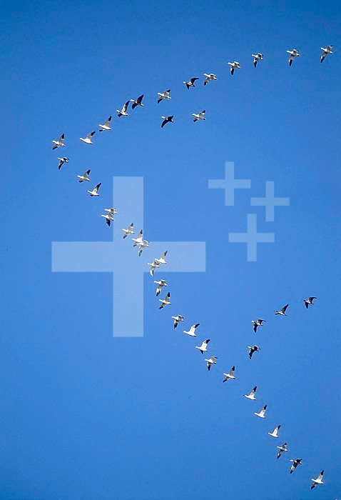 Flock of Snow Goose in formation.