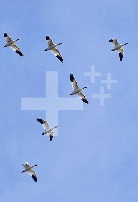 Snow Geese flying.