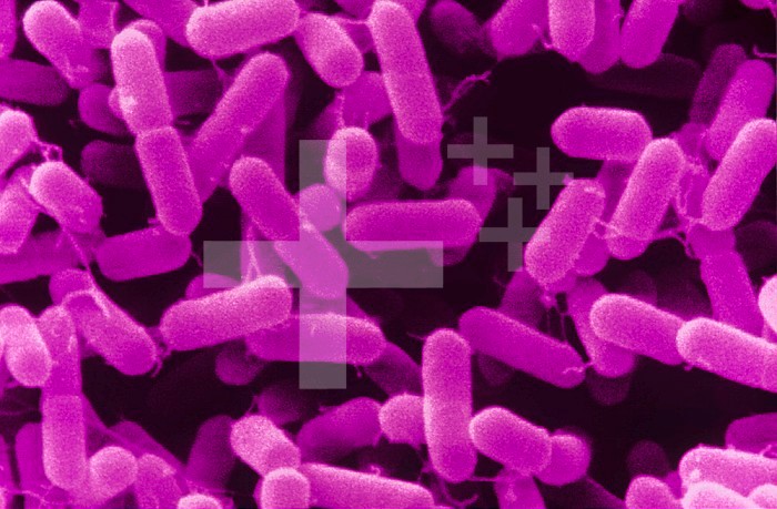 Listeria monocytogenes Bacteria cause food poisoning and can grow at refrigerator temperatures. SEM.