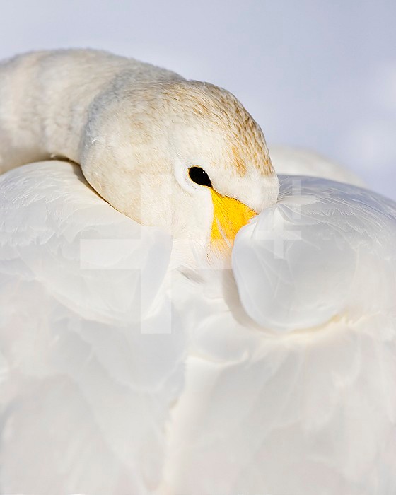 Whooper Swan resting with its feathers fluffed ,piloerection, for protection against the cold ,Olor cygnus,.