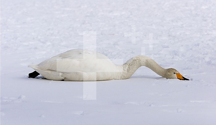 Whooper Swan (Cygnus) resting on the snow.