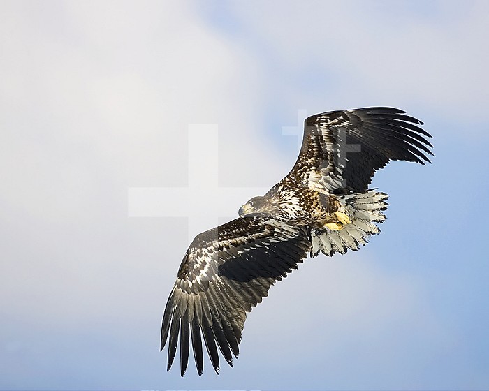 White-tailed Sea Eagle flying (Haliaeetus albicilla), Europe.