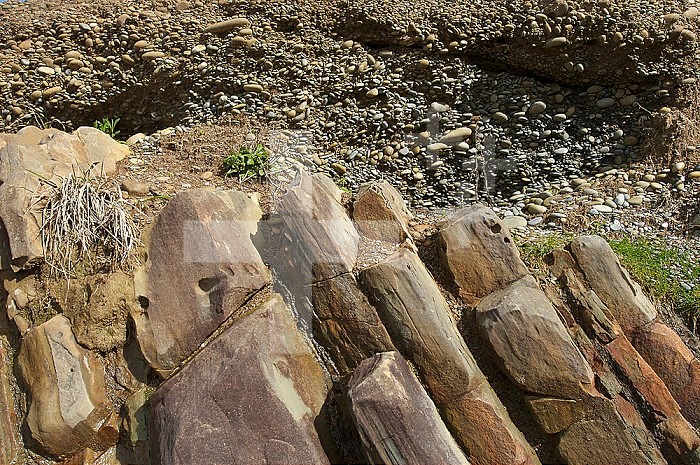 Angular unconformity with steeply dipping Miocene Hoh Assemblage (turbidites) beneath horizontally bedded Pleistocene gravel. Olympic Coast, Washington, USA.