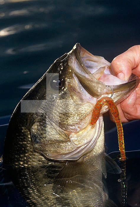 Largemouth Bass with plastic worm.