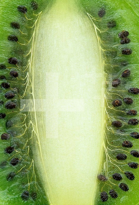 Kiwi fruit, Actinidia chinesis.