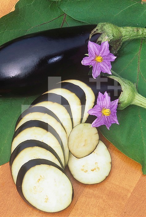 Eggplant, Dusky hybrid.