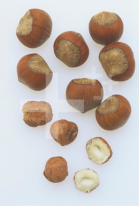 Hazel nuts, Corylus cornuta.