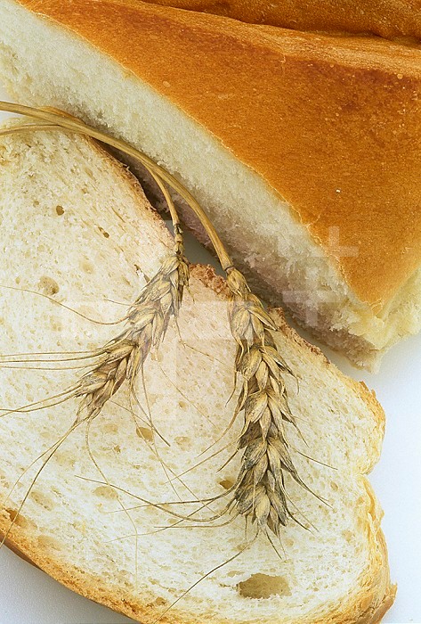 Bread and wheat products from plants.