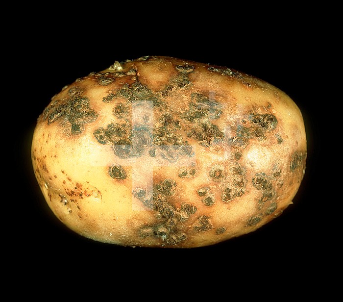 Powdery Scab (Spongospora subterranea) lesions on a Potato tuber (Solanum tuberosum).