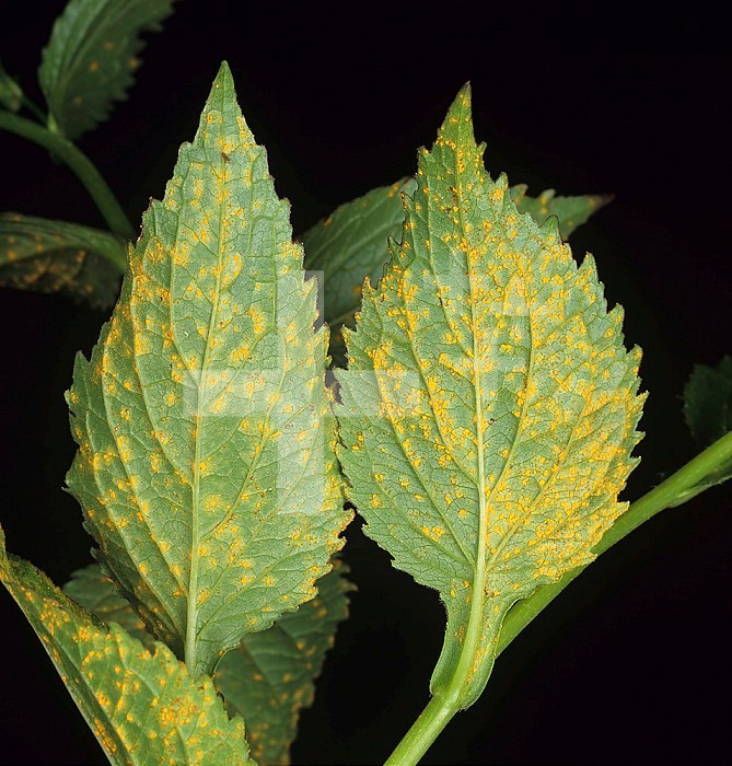 Rust (Coleosporium campanulae) on Bellflower (Campanula latifolia) leaves.