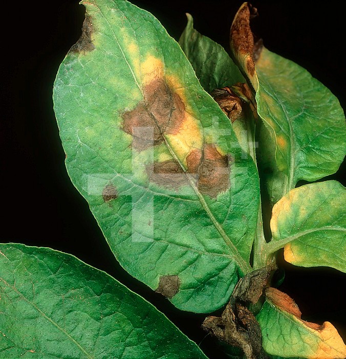 Potato Early Blight (Alternaria alternata) lesions on a Potato leaf (Solanum tuberosum).
