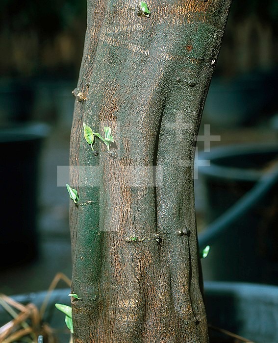 Concave Gum Virus distortion to the bark of a Mandarin tree trunk (Citrus reticulata).