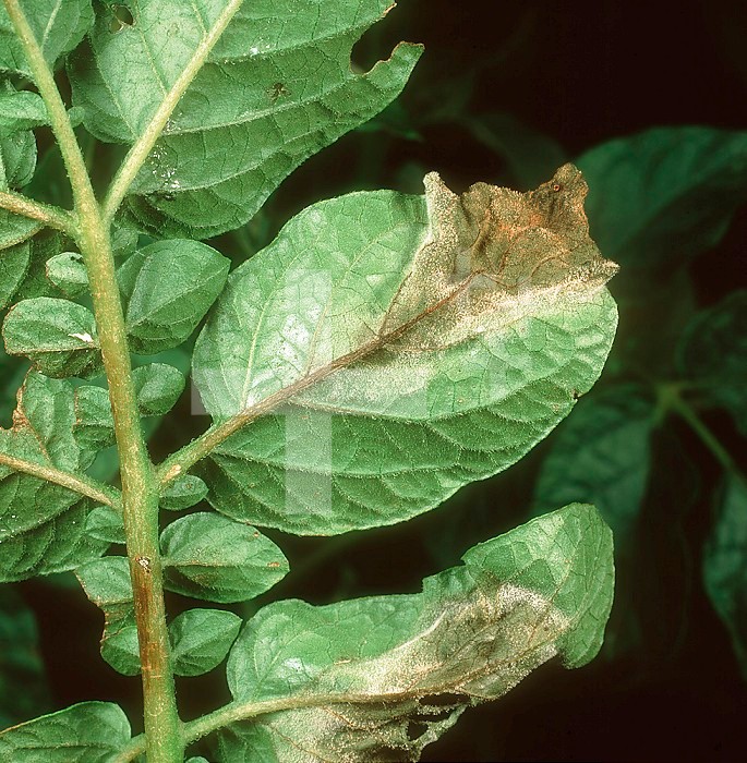 Potato Late Blight (Phytophthora infestans) mycelium on a Potato leaf underside (Solanum tuberosum).