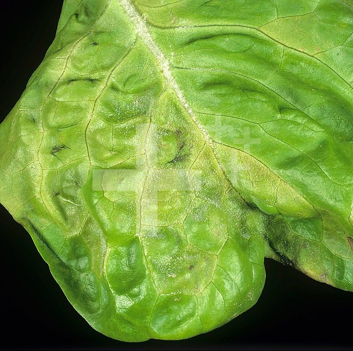 Early infection of Downy Mildew (Bremia lactucae) mycelium on a Lettuce leaf (Lactuca sativa). Portugal.