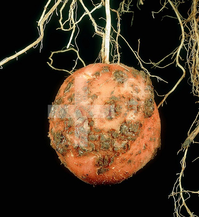 Scab (Streptomyces scabies) on a Desiree Potato on the plant (Solanum tuberosum).