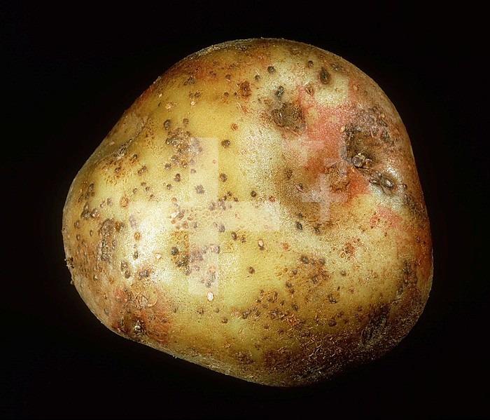 Skin Spot (Polyscytalum pustulans) on a Potato tuber (Solanum tuberosum).