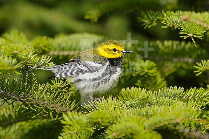 A Black-throated Green Warbler ,Dendroica virens, perching on a Spruce branch. Eastern USA.