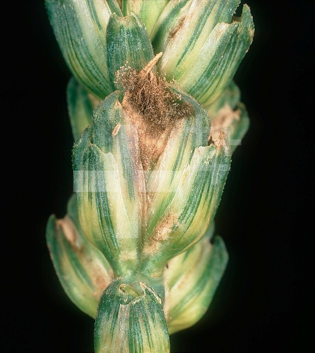 Gray Mold (Botrytis cinerea) mycelium developing on a Wheat ear grain (Triticum aestivum).