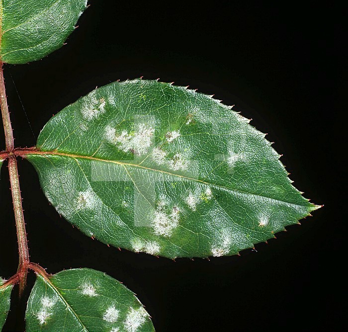 Powdery Mildew (Sphaerotheca pannosa) discreet primary infection on Rose leaves (Rosa).