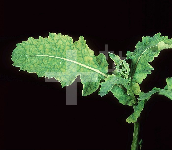Symptom of sufhur (S) deficiency on an Oilseed Rape or Canola leaf (Brassica napus).