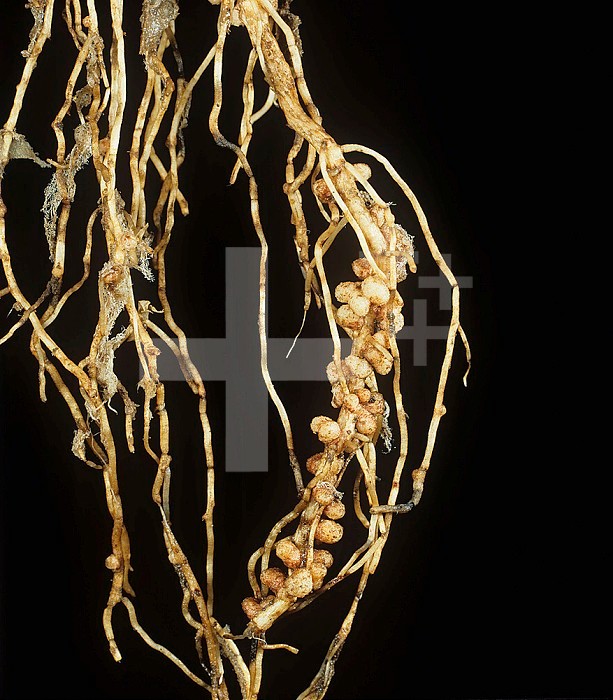 Rhizobium bacterial root nodules on Broad Bean (Vicia faba) for gaseous nitrogen fixation.