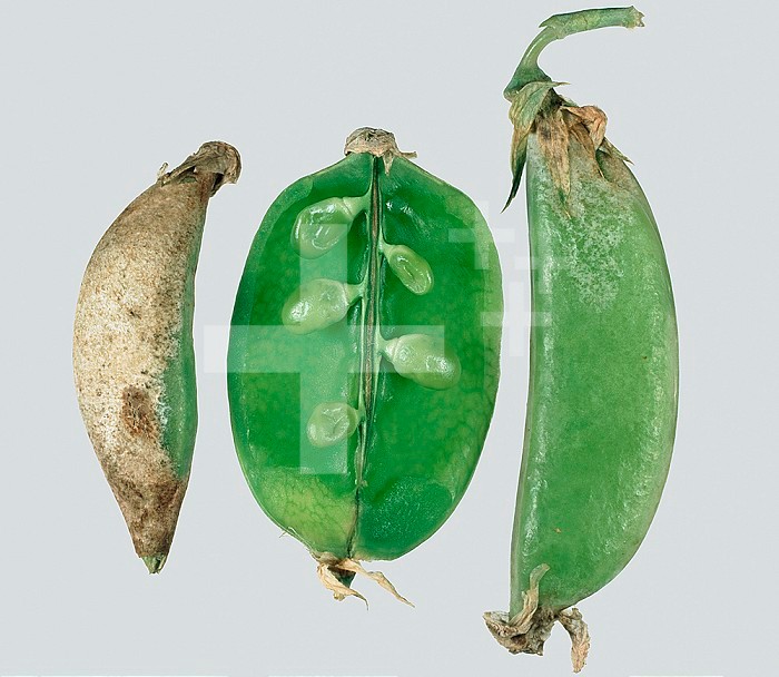 Damage to Pea pods (Pisum sativum) caused by Pea Thrips (Kakothrips pisivorus).