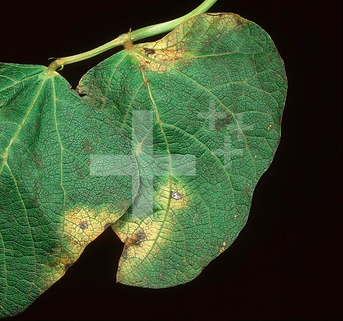 Halo Blight (Pseudomonas phaseolicola) chlorotic yellow lesions on a Runner Bean leaf (Phaseolus coccineus).