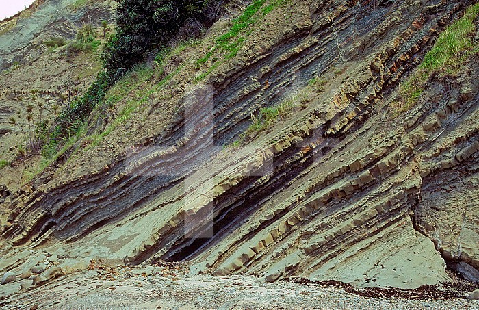 Waitemata sandstone dipping strata, tilted about 45 degrees. The strata includes turbidites. New Zealand.