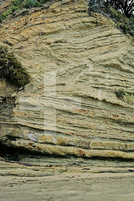 Cliffs of Waitemata sandstone strata with turbidity effect and sea floor slumping. South Takapuna, Auckland, New Zealand.