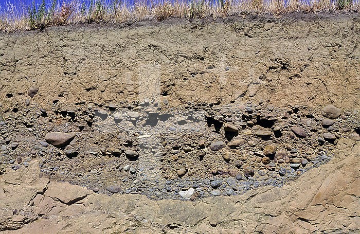 Soil profile of the Awatere River Terrace seen in a road cut. This ancient river channel was scoured by a river cutting into Tertiary mudstone. Above the coarse gravel is silt, loess, and topsoil. Marlborough, New Zealand.