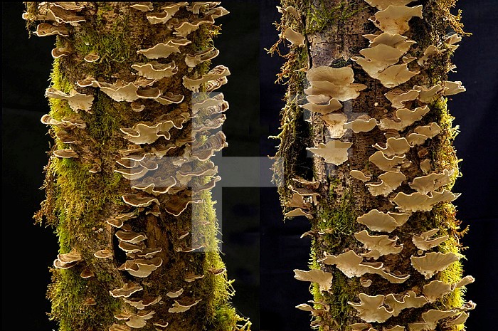Bracket Fungi growing on dead tree trunks, Oregon, USA.