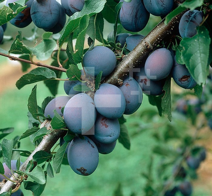 Deep purple ripe Plums (Prunus domestica) on the tree in New York, USA.