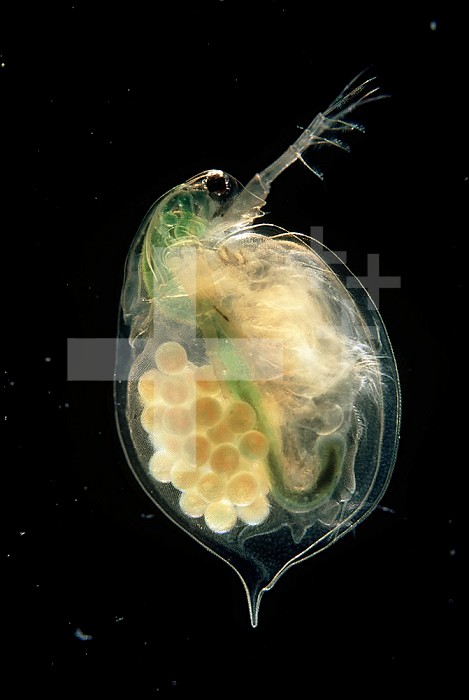 Female gravid Water Flea (Daphnia magna) with eggs clearly visible.