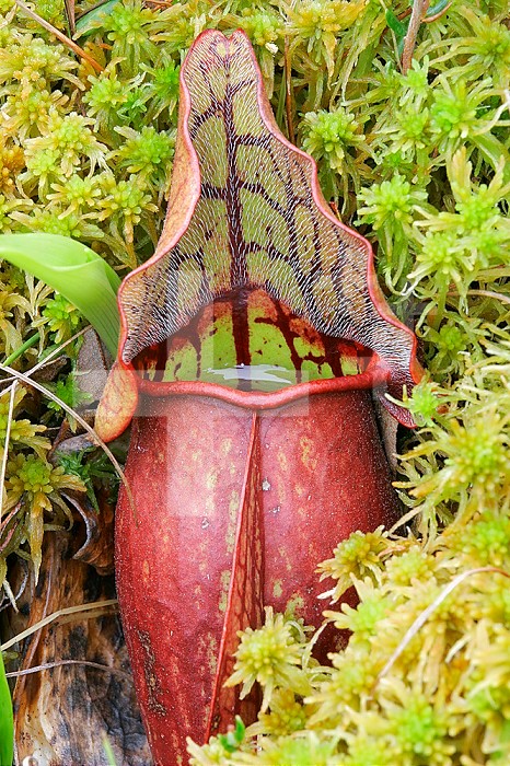 Pitcher Plant (Sarracenia) carnivorous plant growing in a Sphagnum Moss bog.