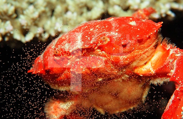 Red Crab releasing eggs (Etisus splendidus), Sudan, Africa, Red Sea.