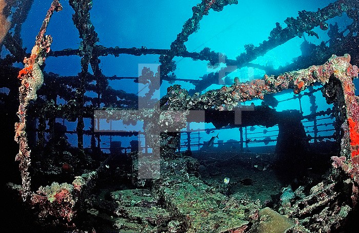 Scuba diver diving on Umbria shipwreck,  Sudan, Africa, Red Sea, Wingate Reef