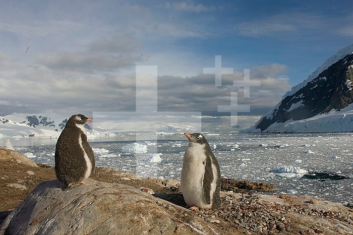 Gentoo Penguins ,Pygoscelis papua,, Antarctica.