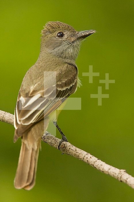Great Crested Flycatcher ,Myiarchus crinitus,, North America.