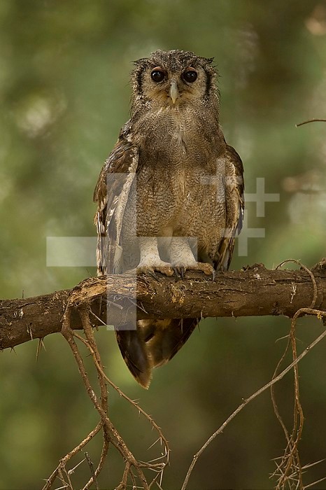 Verreaux Eagle Owl ,Bubo lacteus,, Africa.