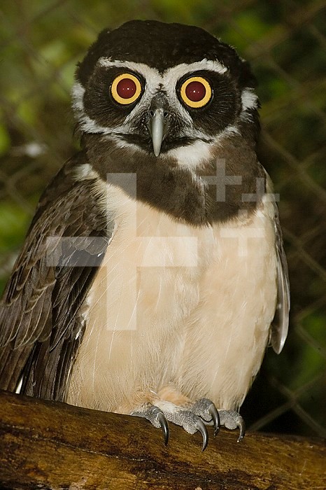 Spectacled Owl ,Pulsatrix perspicillata,, Central and South America.