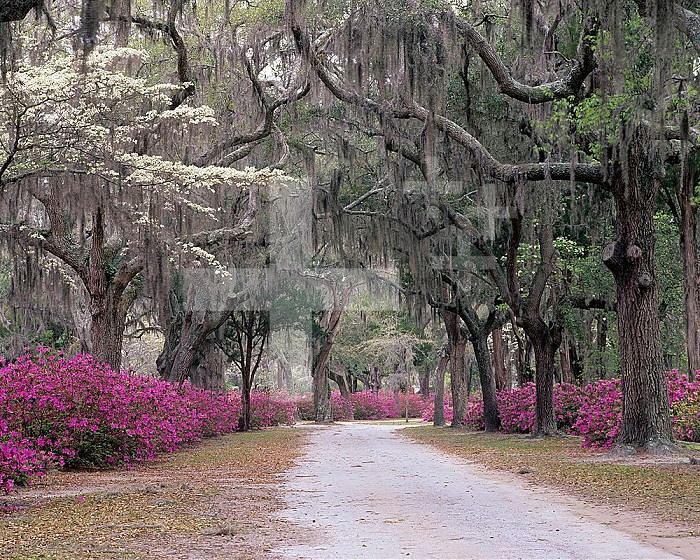 Road lined with Azaleas and Live Oaks ,Quercus virginiana, draped with Spanish Moss, Savannah, Georgia, USA.