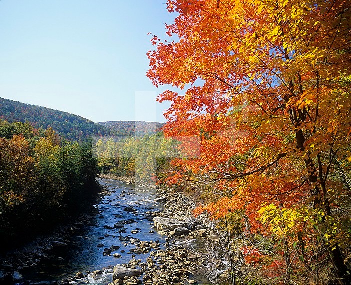 North Fork of the Potomac River, Potomac State Forest, Maryland, USA. Note the old rounded mountains and the fall colors in the Eastern Deciduous Forest.