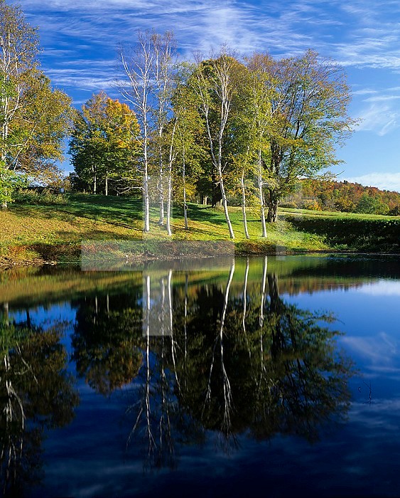 Paper Birch trees ,Betula papyrifera, reflecting in a pond near South Woodstock, Vermont, USA.