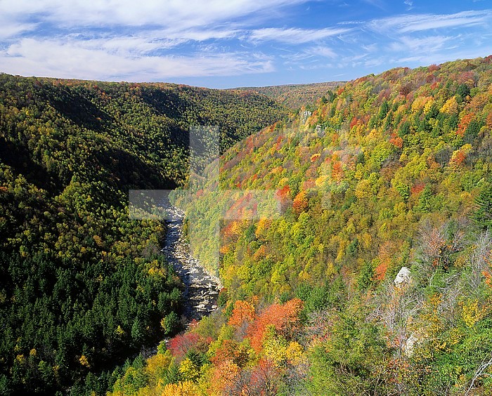 Autumn view of Blackwater Canyon from Pendleton Overlook, Blackwater State Park, West Virginia, USA. The river winds through these Appalachian Mountains with fall colors. Note the microclimate and vegetation differences on the two slopes.