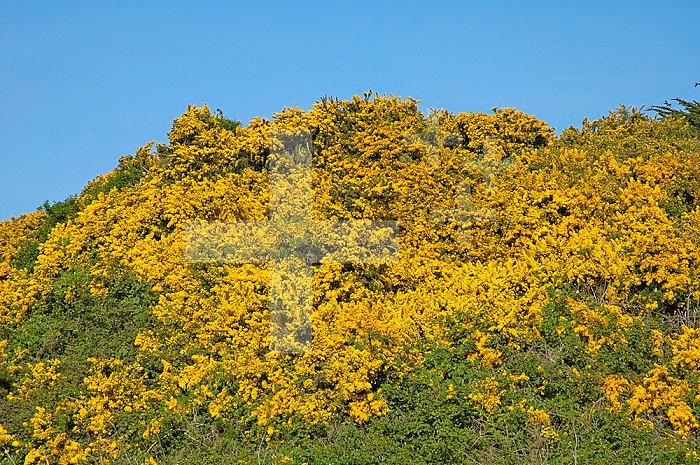 Gorse (Ulex europaeus), an invasive shrub that aggressively displaces native species, Bandon, Oregon, USA.